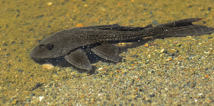 invasive species